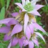 Beebop Bee Balm (Monarda Punctata) - 1 Gallon Pot -Stylish Garden Plant Store monarda punctata beebop bee balm 1