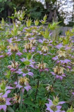 Beebop Bee Balm (Monarda Punctata) - 1 Gallon Pot -Stylish Garden Plant Store monarda punctata beebop bee balm 2