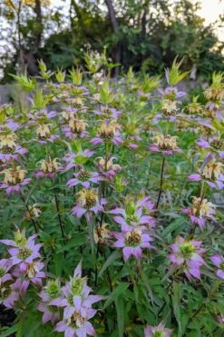 Beebop Bee Balm (Monarda Punctata) - 1 Gallon Pot -Stylish Garden Plant Store monarda punctata beebop bee balm 3
