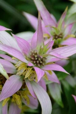 Beebop Bee Balm (Monarda Punctata) - 1 Gallon Pot -Stylish Garden Plant Store monarda punctata beebop bee balm 4