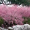 Pink Muhly Grass - Cotton Candy Grass - 3 Gallon Pot -Stylish Garden Plant Store muhlenbergia capillaris pink muhly cotton candy grass 202 1