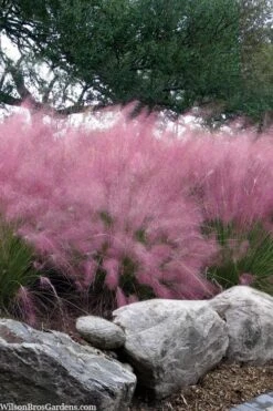 Pink Muhly Grass - Cotton Candy Grass - 1 Gallon Pot -Stylish Garden Plant Store muhlenbergia capillaris pink muhly cotton candy grass 202 2