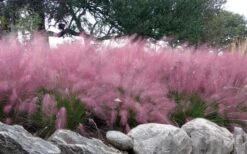 Pink Muhly Grass - Cotton Candy Grass - 1 Gallon Pot -Stylish Garden Plant Store muhlenbergia capillaris pink muhly cotton candy grass 204 2