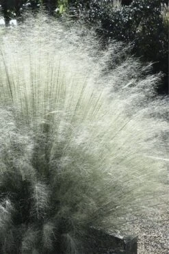 White Cloud Muhly Grass - 1 Gallon Pot -Stylish Garden Plant Store muhlenbergia capillaris white cloud muhly grass 101