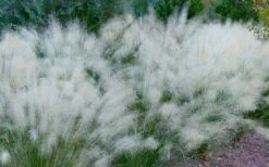 White Cloud Muhly Grass - 1 Gallon Pot -Stylish Garden Plant Store muhlenbergia capillaris white cloud muhly grass 102