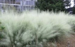 White Cloud Muhly Grass - 1 Gallon Pot -Stylish Garden Plant Store muhlenbergia capillaris white cloud muhly grass 103