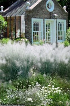 White Cloud Muhly Grass - 1 Gallon Pot -Stylish Garden Plant Store muhlenbergia capillaris white cloud muhly grass 108