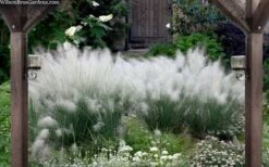 White Cloud Muhly Grass - 3 Gallon Pot -Stylish Garden Plant Store muhlenbergia capillaris white cloud muhly grass 109 1