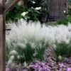 White Cloud Muhly Grass - 1 Gallon Pot -Stylish Garden Plant Store muhlenbergia capillaris white cloud muhly grass 12