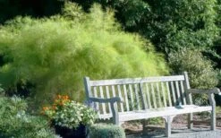 Bamboo Muhly Grass - 3 Gallon Pot -Stylish Garden Plant Store muhlenbergia dumosa bamboo muhly grass 12