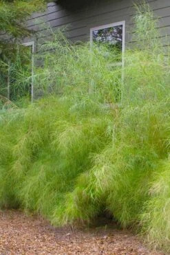 Bamboo Muhly Grass - 3 Gallon Pot -Stylish Garden Plant Store muhlenbergia dumosa bamboo muhly grass 13
