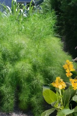 Bamboo Muhly Grass - 3 Gallon Pot -Stylish Garden Plant Store muhlenbergia dumosa bamboo muhly grass 14