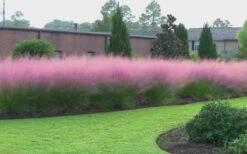 Pink Muhly Grass - Cotton Candy Grass - 3 Gallon Pot -Stylish Garden Plant Store muhly grass pink 70 1
