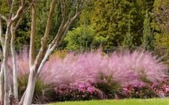 Pink Muhly Grass (Cotton Candy Grass) - 1 Gallon Pot (On Sale) -Stylish Garden Plant Store muhly grass pink 76