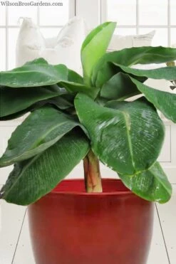 Little Prince Banana Plant - 1 Gallon Pot -Stylish Garden Plant Store musa little prince dwarf banana plant 1