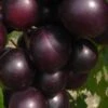 Jumbo Black Muscadine Grape Vine - 6 Pack Of 1 Gallon Pots -Stylish Garden Plant Store muscadine jumbo 100