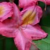 Country Cousin Pink Aromi Azalea (Rhododendron Hybrid) - 1 Gallon Pot -Stylish Garden Plant Store native azalea country cousins 4