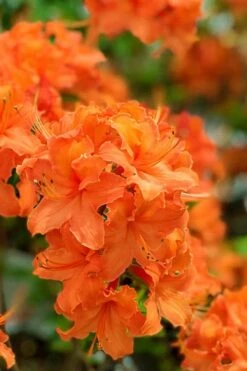 Mandarin Lights Cold Hardy Azalea (Rhododendron) - 1 Gallon Pot -Stylish Garden Plant Store native azalea mandarin lights 1