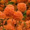 Mandarin Lights Cold Hardy Azalea (Rhododendron) - 1 Gallon Pot -Stylish Garden Plant Store native azalea mandarin lights 2
