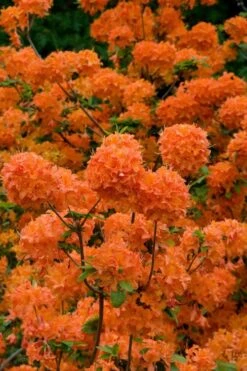 Mandarin Lights Cold Hardy Azalea (Rhododendron) - 1 Gallon Pot -Stylish Garden Plant Store native azalea mandarin lights 3