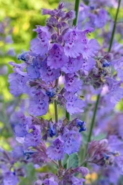 Six Hills Giant Catmint (Nepeta) - 5 Pack Of Quart Pots 19 Six Hills Giant Catmint (Nepeta) - 5 Pack Of Quart Pots -Stylish Garden Plant Store nepeta six hills giant catmint 10