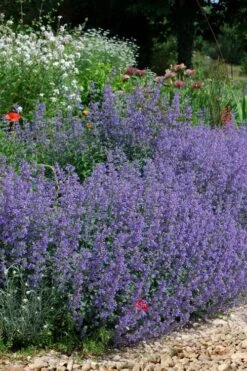 Six Hills Giant Catmint (Nepeta) - 5 Pack Of Quart Pots 17 Six Hills Giant Catmint (Nepeta) - 5 Pack Of Quart Pots -Stylish Garden Plant Store nepeta six hills giant catmint 2