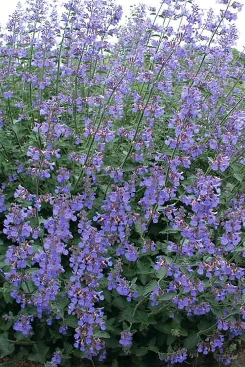 Six Hills Giant Catmint (Nepeta) - 5 Pack Of Quart Pots 6 Six Hills Giant Catmint (Nepeta) - 5 Pack Of Quart Pots - Image 4