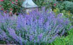 Six Hills Giant Catmint (Nepeta) - 5 Pack Of Quart Pots 15 Six Hills Giant Catmint (Nepeta) - 5 Pack Of Quart Pots -Stylish Garden Plant Store nepeta six hills giant catmint 8
