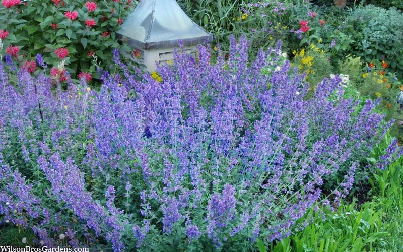 Six Hills Giant Catmint (Nepeta) - 5 Pack Of Quart Pots 7 Six Hills Giant Catmint (Nepeta) - 5 Pack Of Quart Pots - Image 5