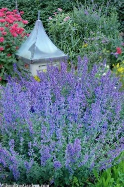 Six Hills Giant Catmint (Nepeta) - 5 Pack Of Quart Pots 18 Six Hills Giant Catmint (Nepeta) - 5 Pack Of Quart Pots -Stylish Garden Plant Store nepeta six hills giant catmint 9