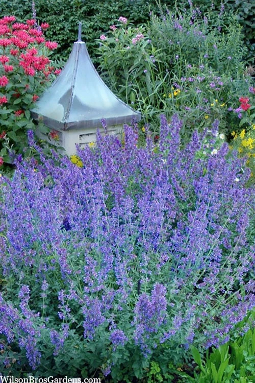 Six Hills Giant Catmint (Nepeta) - 5 Pack Of Quart Pots 10 Six Hills Giant Catmint (Nepeta) - 5 Pack Of Quart Pots - Image 8