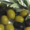Arbequina Olive Tree - 5 Gallon Pot -Stylish Garden Plant Store olive arbequina 5 2