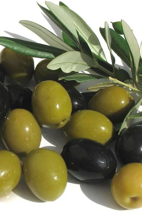 Arbequina Olive Tree - 2 Gallon Pot 3 Arbequina Olive Tree - 2 Gallon Pot