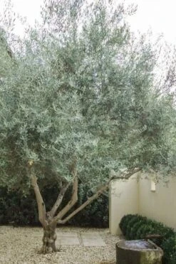 Arbequina Olive Tree - 2 Gallon Pot 11 Arbequina Olive Tree - 2 Gallon Pot -Stylish Garden Plant Store olive tree arbequina 4 3
