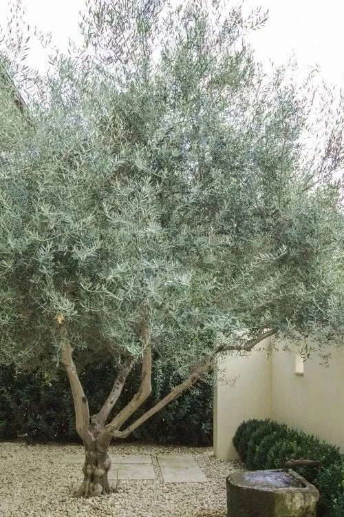 Arbequina Olive Tree - 2 Gallon Pot 6 Arbequina Olive Tree - 2 Gallon Pot - Image 4
