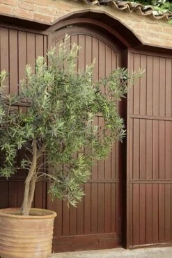 Arbequina Olive Tree - 7 Gallon Pot (4-5') -Stylish Garden Plant Store olive tree arbequina 6 5