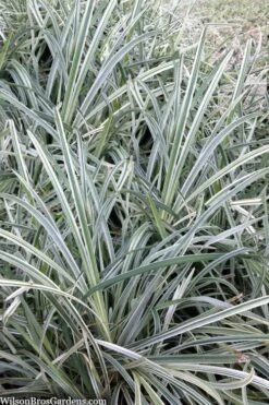 Silver Mist Mondo Grass - 6 Pack Of Pint Pots -Stylish Garden Plant Store ophiopogon japonicus silver20mist modo grass 2