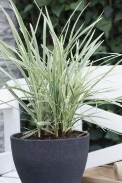 Silver Mist Mondo Grass - 6 Pack Of Pint Pots -Stylish Garden Plant Store ophiopogon japonicus silver20mist modo grass 3