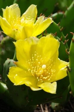 Eastern Prickly Pear Cactus (Opuntia Humifusa) - 3 Gallon Pot -Stylish Garden Plant Store opuntia humifusa eastern prickly pear cactus 1