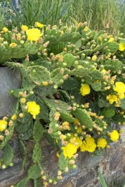 Eastern Prickly Pear Cactus (Opuntia Humifusa) - 3 Gallon Pot -Stylish Garden Plant Store opuntia humifusa eastern prickly pear cactus 10