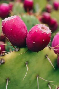 Eastern Prickly Pear Cactus (Opuntia Humifusa) - 3 Gallon Pot -Stylish Garden Plant Store opuntia humifusa eastern prickly pear cactus 12