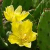 Eastern Prickly Pear Cactus (Opuntia Humifusa) - 3 Gallon Pot 2 Eastern Prickly Pear Cactus (Opuntia Humifusa) - 3 Gallon Pot -Stylish Garden Plant Store opuntia humifusa eastern prickly pear cactus 2