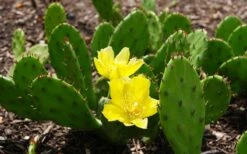 Eastern Prickly Pear Cactus (Opuntia Humifusa) - 3 Gallon Pot -Stylish Garden Plant Store opuntia humifusa eastern prickly pear cactus 3