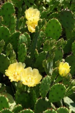 Eastern Prickly Pear Cactus (Opuntia Humifusa) - 3 Gallon Pot -Stylish Garden Plant Store opuntia humifusa eastern prickly pear cactus 4