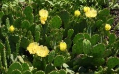 Eastern Prickly Pear Cactus (Opuntia Humifusa) - 3 Gallon Pot -Stylish Garden Plant Store opuntia humifusa eastern prickly pear cactus 5