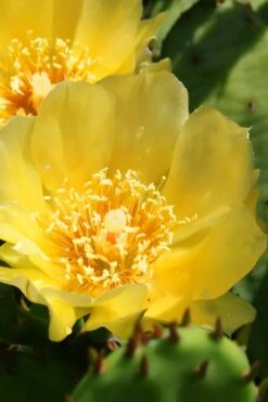 Eastern Prickly Pear Cactus (Opuntia Humifusa) - 3 Gallon Pot -Stylish Garden Plant Store opuntia humifusa eastern prickly pear cactus 6