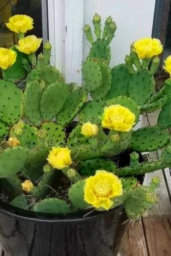 Eastern Prickly Pear Cactus (Opuntia Humifusa) - 3 Gallon Pot -Stylish Garden Plant Store opuntia humifusa eastern prickly pear cactus 9