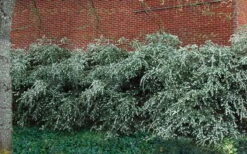 Delavay Tea Olive (Osmanthus Delavayi) - 5 Gallon Pot -Stylish Garden Plant Store osmanthus delavayi delavay tea olive 1