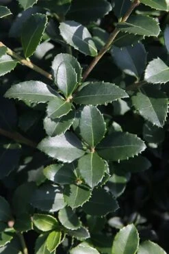 Delavay Tea Olive (Osmanthus Delavayi) - 5 Gallon Pot -Stylish Garden Plant Store osmanthus delavayi delavay tea olive 10