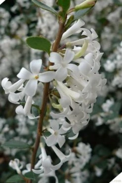 Delavay Tea Olive (Osmanthus Delavayi) - 5 Gallon Pot -Stylish Garden Plant Store osmanthus delavayi delavay tea olive 2